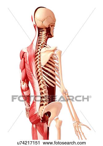 Clip Art - Human musculature, artwork. Fotosearch