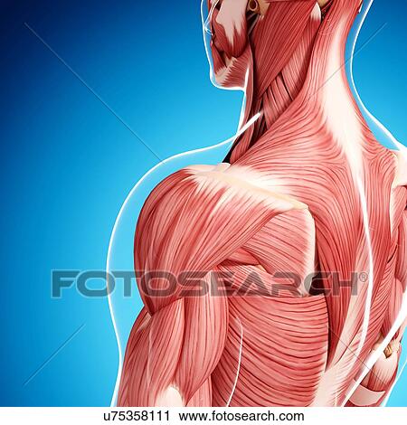 Clip Art - Human musculature, artwork. Fotosearch