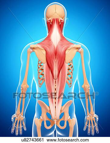 Clip Art - Human musculature, artwork. Fotosearch