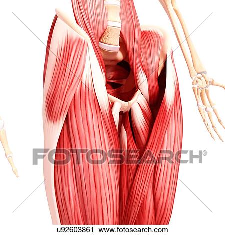 Human musculature, artwork View Large Illustration Clip Art - Human musculature, artwork. Fotosearch