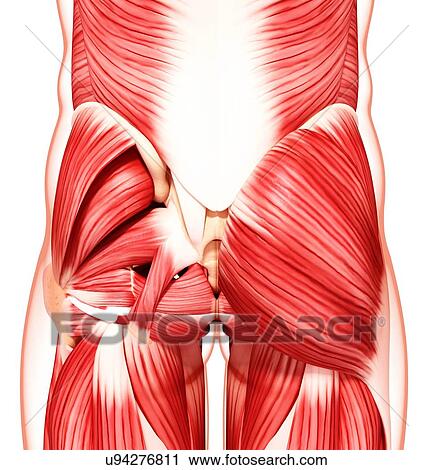 Human musculature, artwork View Large Illustration Clip Art - Human musculature, artwork. Fotosearch