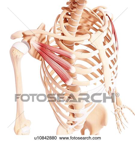 Human musculature, artwork View Large Illustration Clipart - Human musculature, artwork. Fotosearch