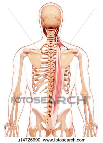 Human musculature, artwork View Large Illustration Clipart - Human musculature, artwork. Fotosearch