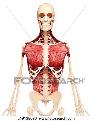 Clipart - Human musculature, artwork. Fotosearch