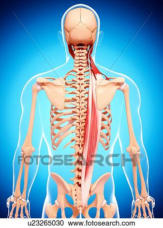 Human musculature, artwork View Large Illustration Clipart - Human musculature, artwork. Fotosearch