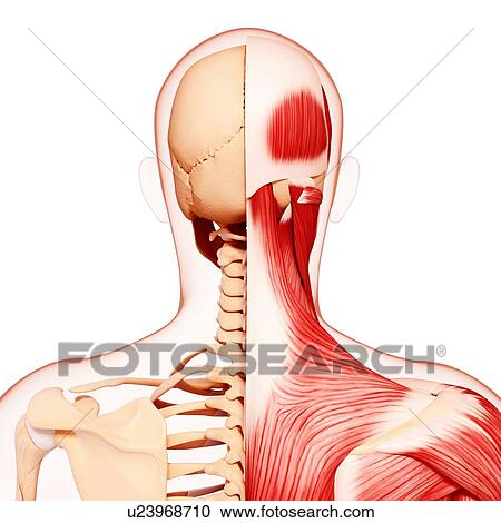 Clipart - Human musculature, artwork. Fotosearch