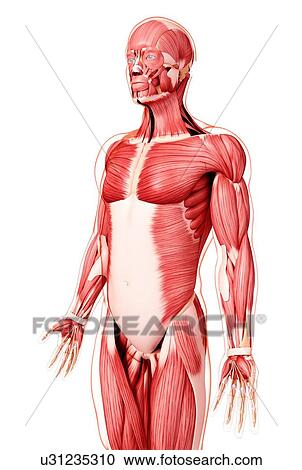 Human musculature, artwork View Large Illustration Clipart - Human musculature, artwork. Fotosearch