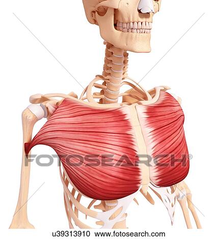 Clipart - Human musculature, artwork. Fotosearch