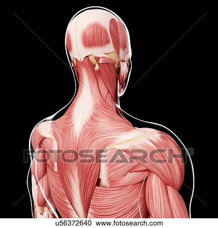 Clipart - Human musculature, artwork. Fotosearch