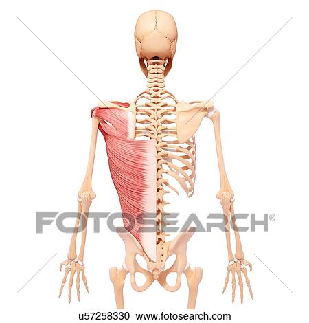 Human musculature, artwork View Large Illustration Clipart - Human musculature, artwork. Fotosearch