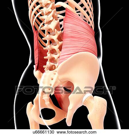 Human musculature, artwork View Large Illustration Clipart - Human musculature, artwork. Fotosearch