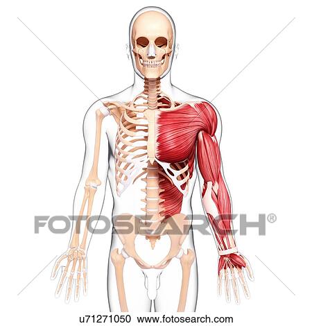 Clipart - Human musculature, artwork. Fotosearch