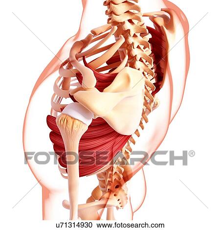 Human musculature, artwork View Large Illustration Clipart - Human musculature, artwork. Fotosearch