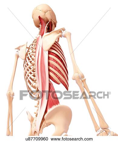 Clipart - Human musculature, artwork. Fotosearch