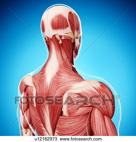 Drawing - Human musculature, artwork. Fotosearch