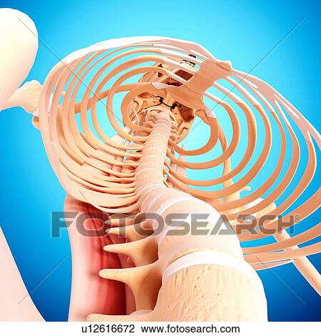 Drawing - Human musculature, artwork. Fotosearch