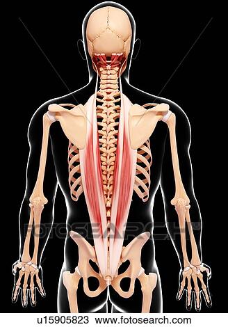 Drawing - Human musculature, artwork. Fotosearch