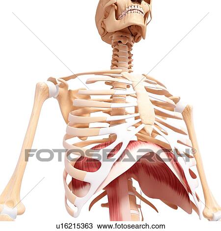 Human musculature, artwork View Large Illustration Drawing - Human musculature, artwork. Fotosearch
