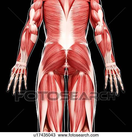 Drawing - Human musculature, artwork. Fotosearch
