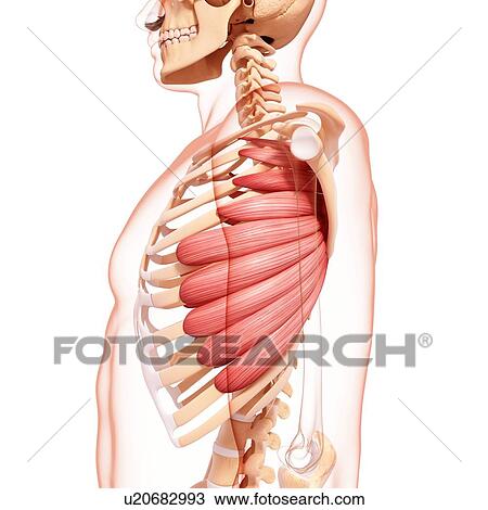 Human musculature, artwork View Large Illustration Drawing - Human musculature, artwork. Fotosearch