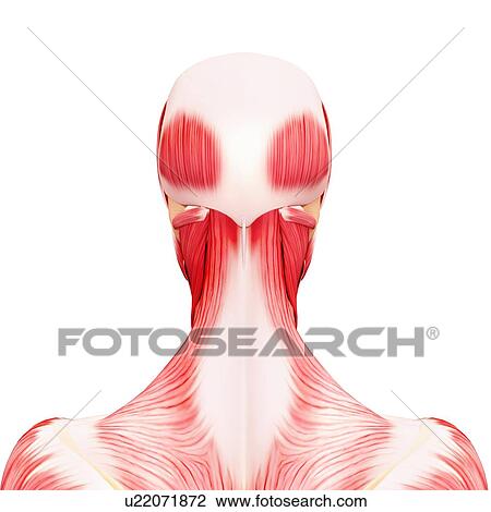 Drawing - Human musculature, artwork. Fotosearch