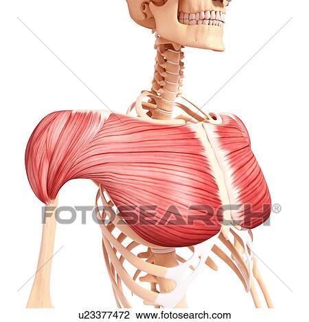Drawing - Human musculature, artwork. Fotosearch