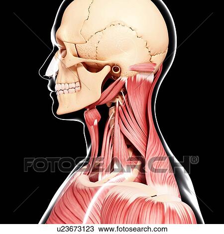 Drawing - Human musculature, artwork. Fotosearch