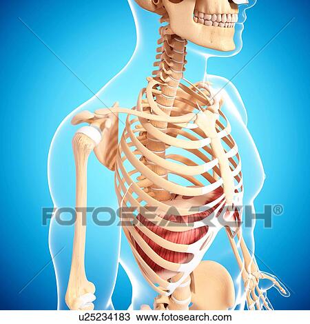 Drawing - Human musculature, artwork. Fotosearch