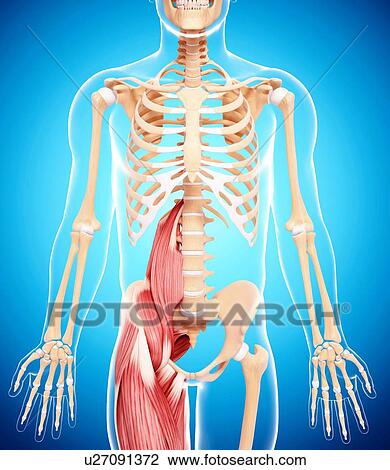 Human musculature, artwork View Large Illustration Drawing - Human musculature, artwork. Fotosearch