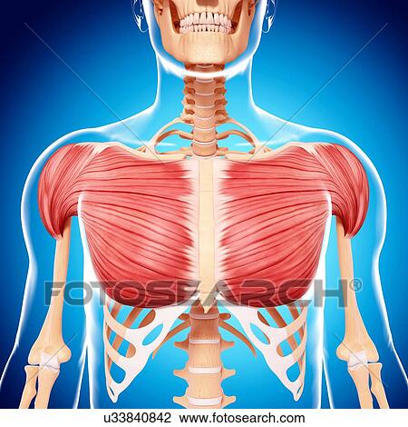 Human musculature, artwork View Large Illustration Drawing - Human musculature, artwork. Fotosearch
