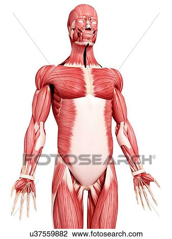 Human musculature, artwork View Large Illustration Drawing - Human musculature, artwork. Fotosearch