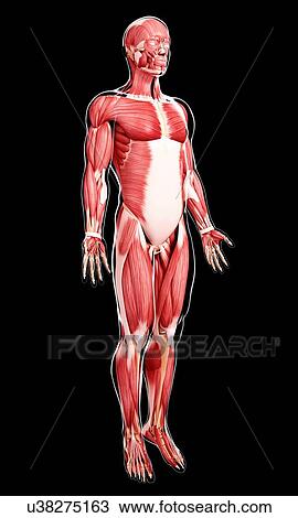 Drawing - Human musculature, artwork. Fotosearch