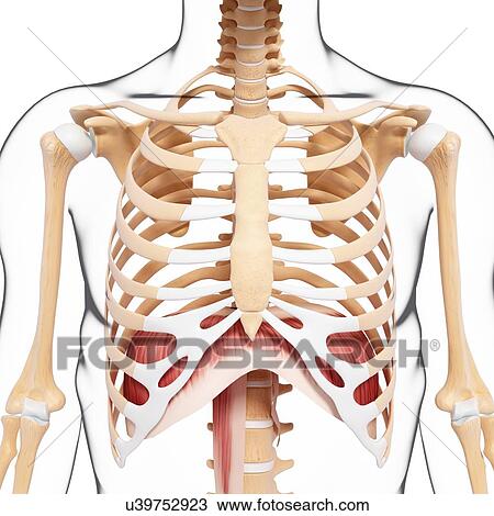 Human musculature, artwork View Large Illustration Drawing - Human musculature, artwork. Fotosearch