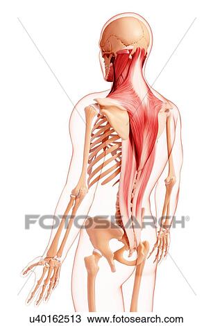 Human musculature, artwork View Large Illustration Drawing - Human musculature, artwork. Fotosearch
