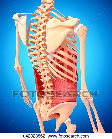 Drawing - Human musculature, artwork. Fotosearch