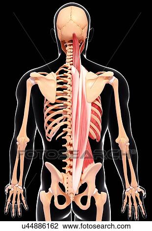 Human musculature, artwork View Large Illustration Drawing - Human musculature, artwork. Fotosearch