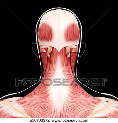 Human musculature, artwork View Large Illustration Drawing - Human musculature, artwork. Fotosearch