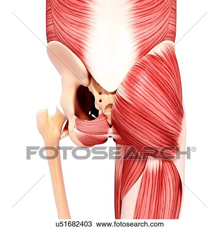 Drawing - Human musculature, artwork. Fotosearch