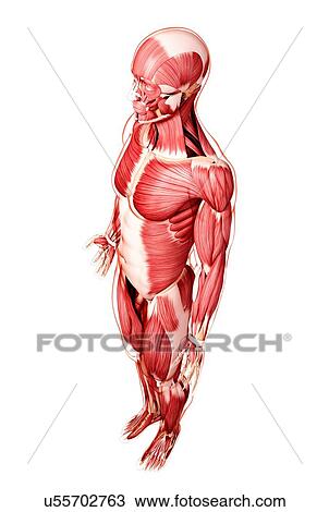 Human musculature, artwork View Large Illustration Drawing - Human musculature, artwork. Fotosearch