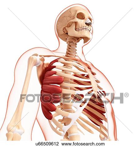 Human musculature, artwork View Large Illustration Drawing - Human musculature, artwork. Fotosearch