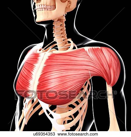 Human musculature, artwork View Large Illustration Drawing - Human musculature, artwork. Fotosearch