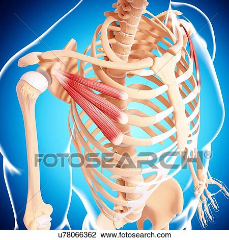 Drawing - Human musculature, artwork. Fotosearch