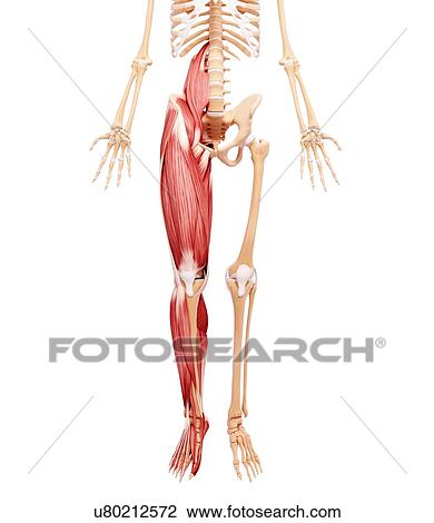 Drawing - Human musculature, artwork. Fotosearch