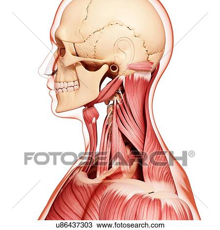 Human musculature, artwork View Large Illustration Drawing - Human musculature, artwork. Fotosearch