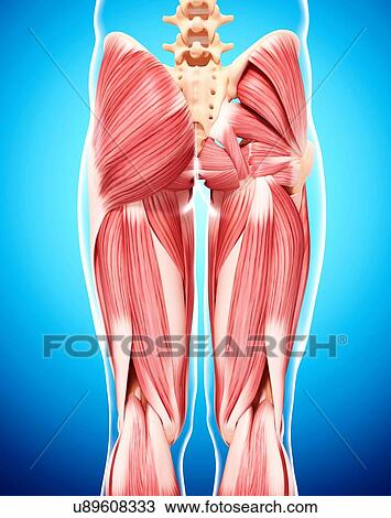 Human musculature, artwork View Large Illustration Drawing - Human musculature, artwork. Fotosearch