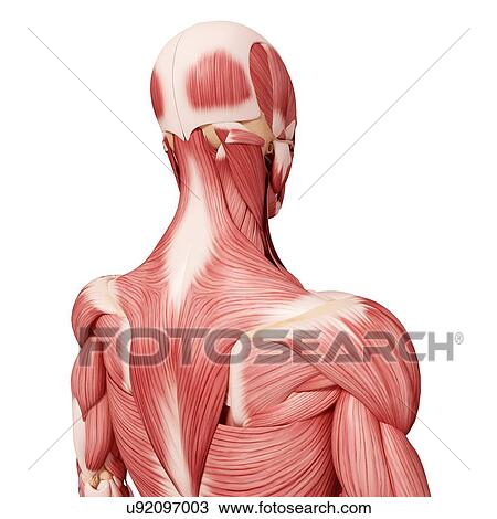 Human musculature, artwork View Large Illustration Drawing - Human musculature, artwork. Fotosearch