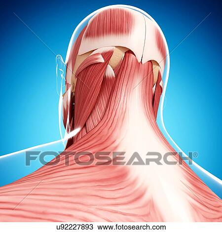 Drawing - Human musculature, artwork. Fotosearch