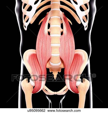 Human musculature, artwork View Large Illustration Drawing - Human musculature, artwork. Fotosearch
