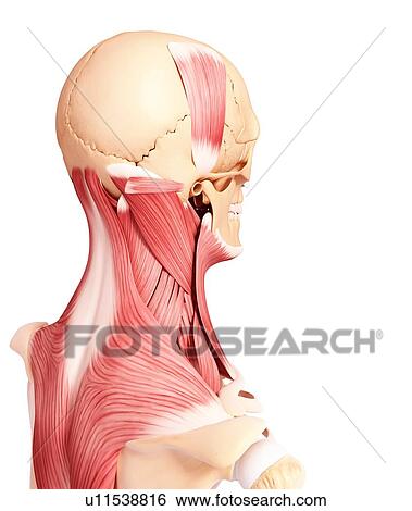 Stock Illustration - Human musculature, artwork. Fotosearch