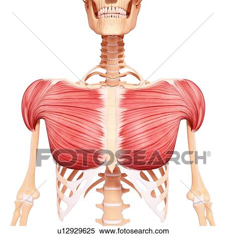 Stock Illustration - Human musculature, artwork. Fotosearch